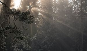 Preview wallpaper forest, rays sun, trees, foliage, frost