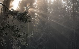 Preview wallpaper forest, rays sun, trees, foliage, frost