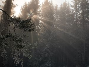 Preview wallpaper forest, rays sun, trees, foliage, frost