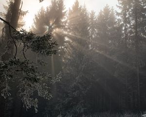 Preview wallpaper forest, rays sun, trees, foliage, frost