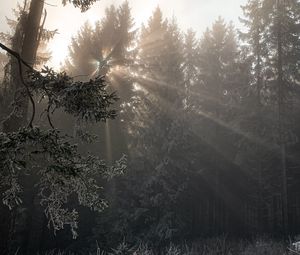 Preview wallpaper forest, rays sun, trees, foliage, frost