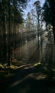 Preview wallpaper forest, rays, trees, trail