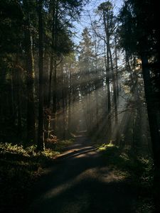 Preview wallpaper forest, rays, trees, trail