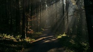 Preview wallpaper forest, rays, trees, trail