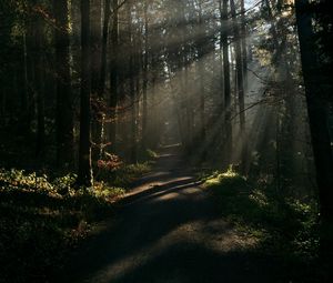 Preview wallpaper forest, rays, trees, trail