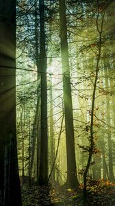 Preview wallpaper forest, rays, trees, morning