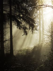 Preview wallpaper forest, rays, trees