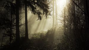 Preview wallpaper forest, rays, trees