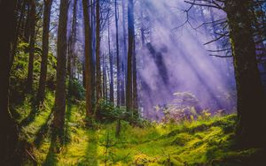 Preview wallpaper forest, rays, trees, grass, branches