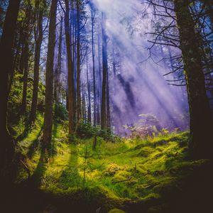 Preview wallpaper forest, rays, trees, grass, branches