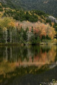 Preview wallpaper forest, reflection, lake, autumn, nature, landscape