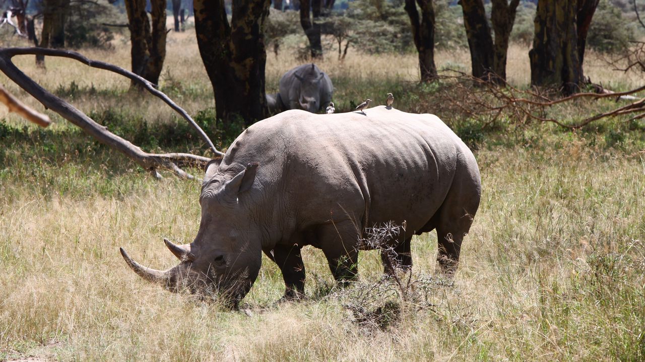 Download wallpaper 1280x720 forest, rhino, grass, trees, drought hd