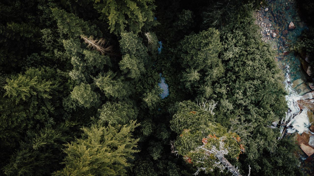 Wallpaper forest, river, aerial  view, trees, nature