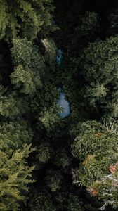 Preview wallpaper forest, river, aerial  view, trees, nature