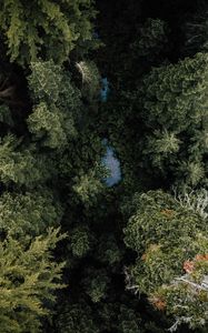 Preview wallpaper forest, river, aerial  view, trees, nature