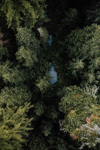 Preview wallpaper forest, river, aerial  view, trees, nature