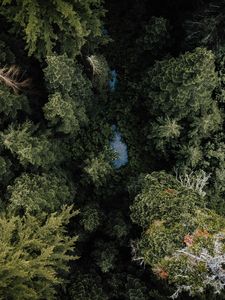 Preview wallpaper forest, river, aerial  view, trees, nature