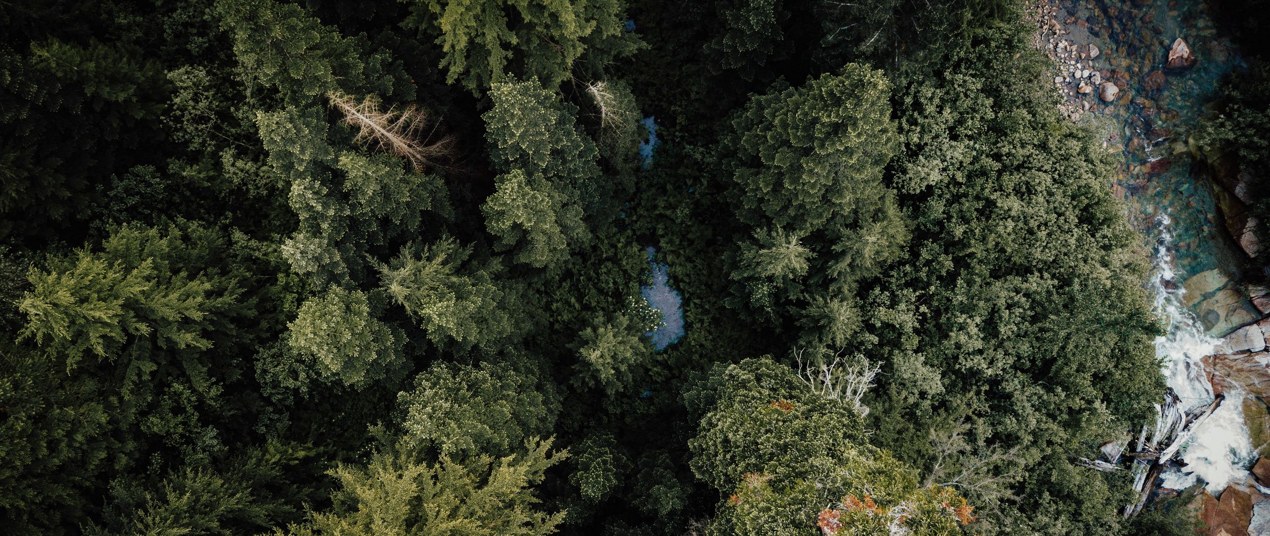 Download wallpaper 2560x1080 forest, river, aerial view, trees, nature