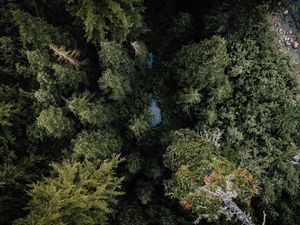 Preview wallpaper forest, river, aerial  view, trees, nature