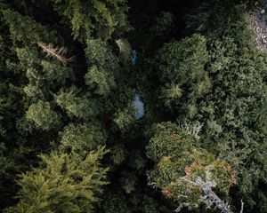 Preview wallpaper forest, river, aerial  view, trees, nature