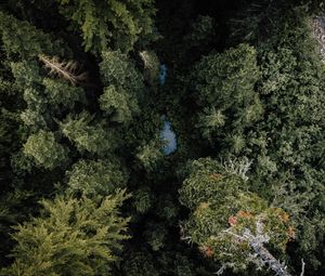 Preview wallpaper forest, river, aerial  view, trees, nature