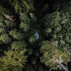 Preview wallpaper forest, river, aerial  view, trees, nature