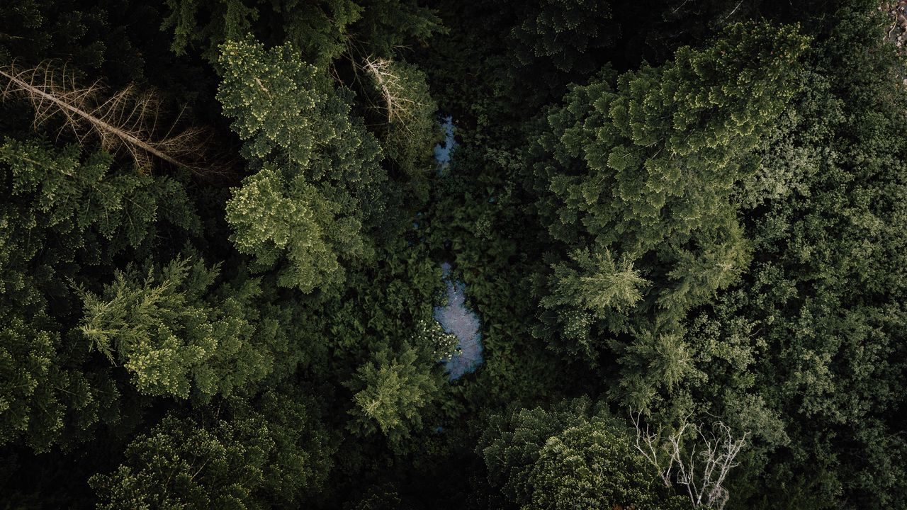 Wallpaper forest, river, aerial  view, trees, treetops