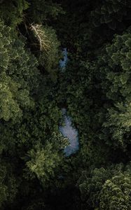 Preview wallpaper forest, river, aerial  view, trees, treetops