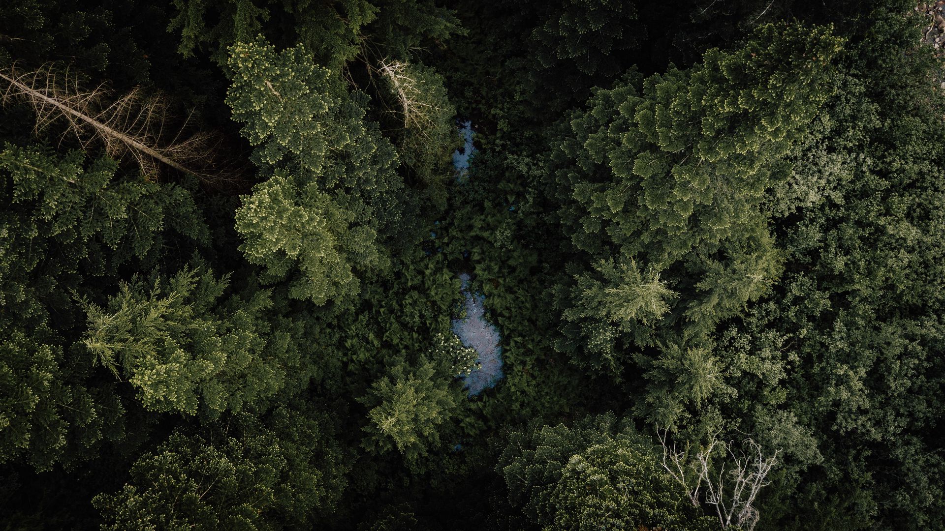 Download wallpaper 1920x1080 forest, river, aerial view, trees