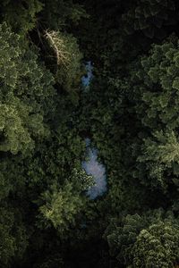 Preview wallpaper forest, river, aerial  view, trees, treetops