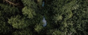 Preview wallpaper forest, river, aerial  view, trees, treetops