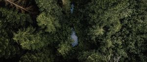 Preview wallpaper forest, river, aerial  view, trees, treetops