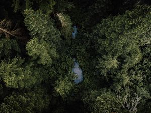 Preview wallpaper forest, river, aerial  view, trees, treetops