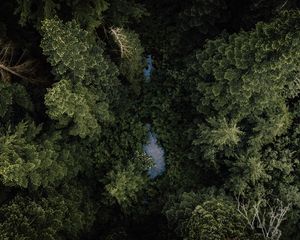 Preview wallpaper forest, river, aerial  view, trees, treetops