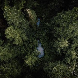 Preview wallpaper forest, river, aerial  view, trees, treetops