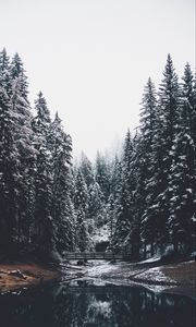 Preview wallpaper forest, river, bridge, pines, snow, landscape