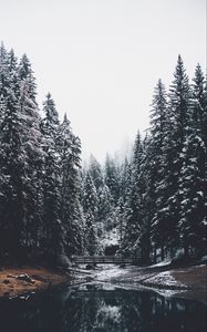 Preview wallpaper forest, river, bridge, pines, snow, landscape