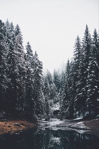 Preview wallpaper forest, river, bridge, pines, snow, landscape