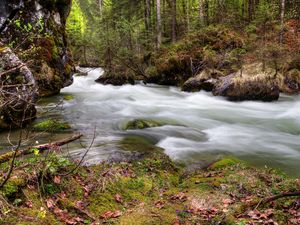 Preview wallpaper forest, river, flow, nature