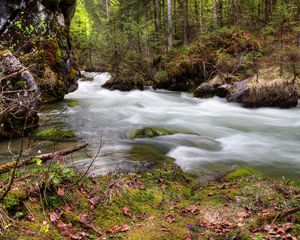 Preview wallpaper forest, river, flow, nature