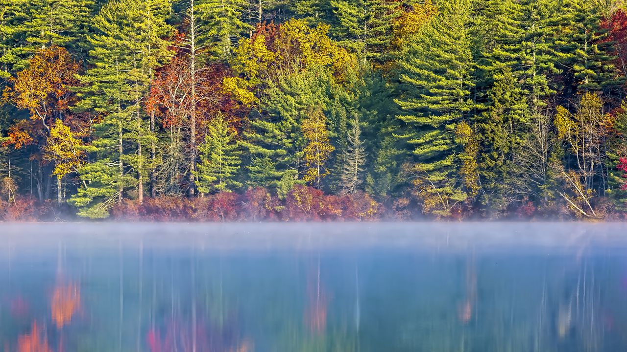 Wallpaper forest, river, fog, autumn, landscape