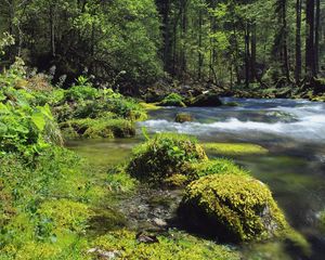 Preview wallpaper forest, river, landscape