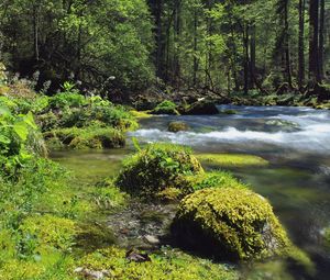 Preview wallpaper forest, river, landscape