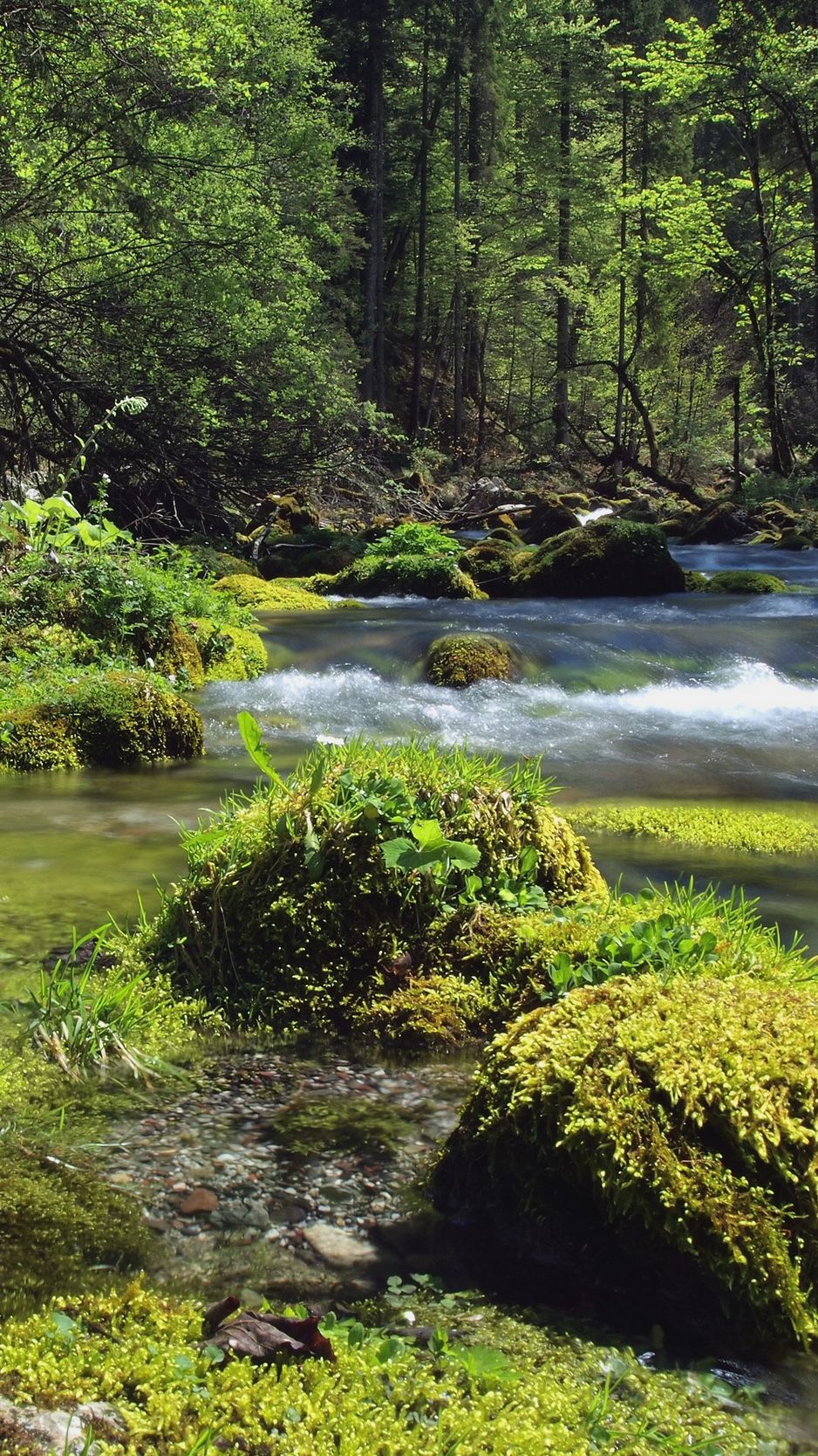 forest river wallpapers