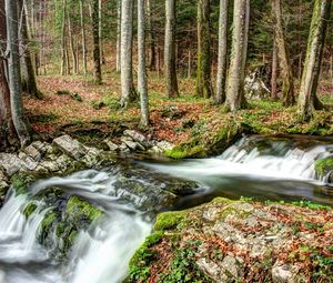 Preview wallpaper forest, river, nature