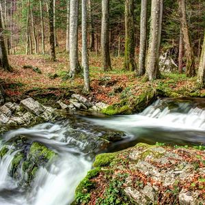 Preview wallpaper forest, river, nature