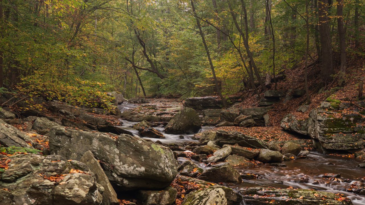 Wallpaper forest, river, stones, leaves, autumn