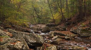 Preview wallpaper forest, river, stones, leaves, autumn