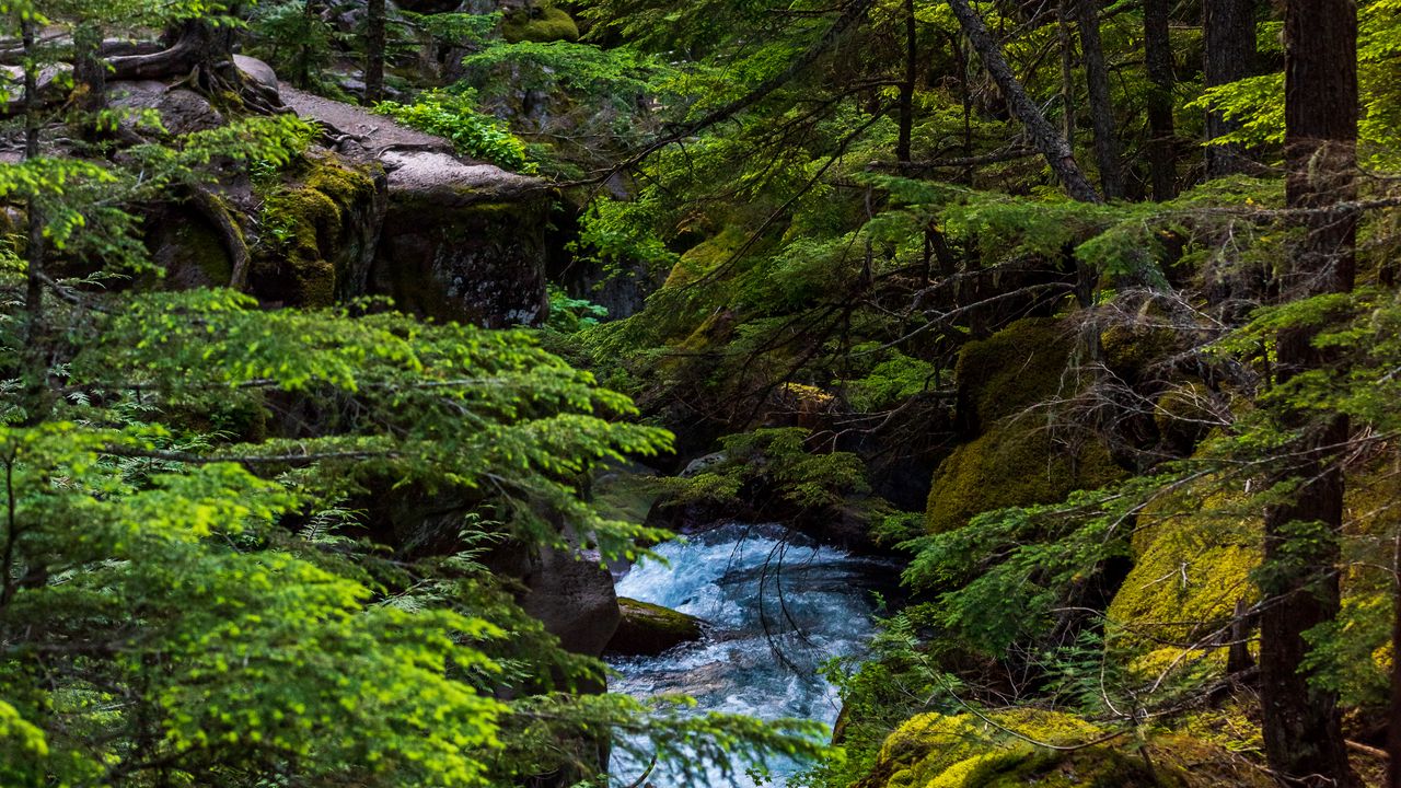 Wallpaper Forest, River, Trees, Nature Hd, Picture, Image