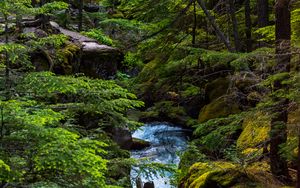 Preview wallpaper forest, river, trees, nature